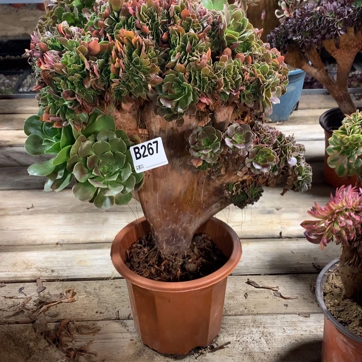 267玫瑰缀多肉法师