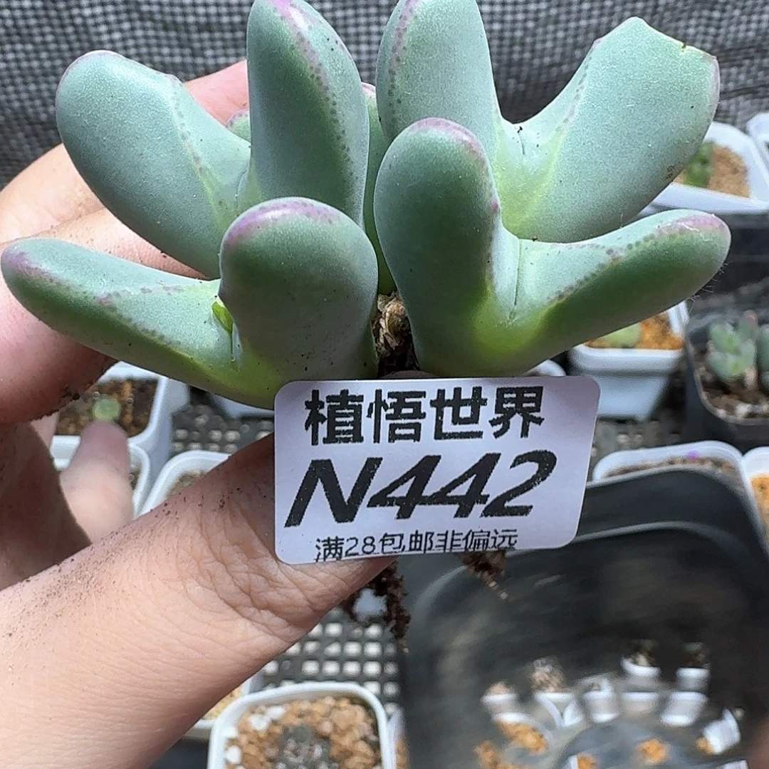 多肉我的润泽法v个b