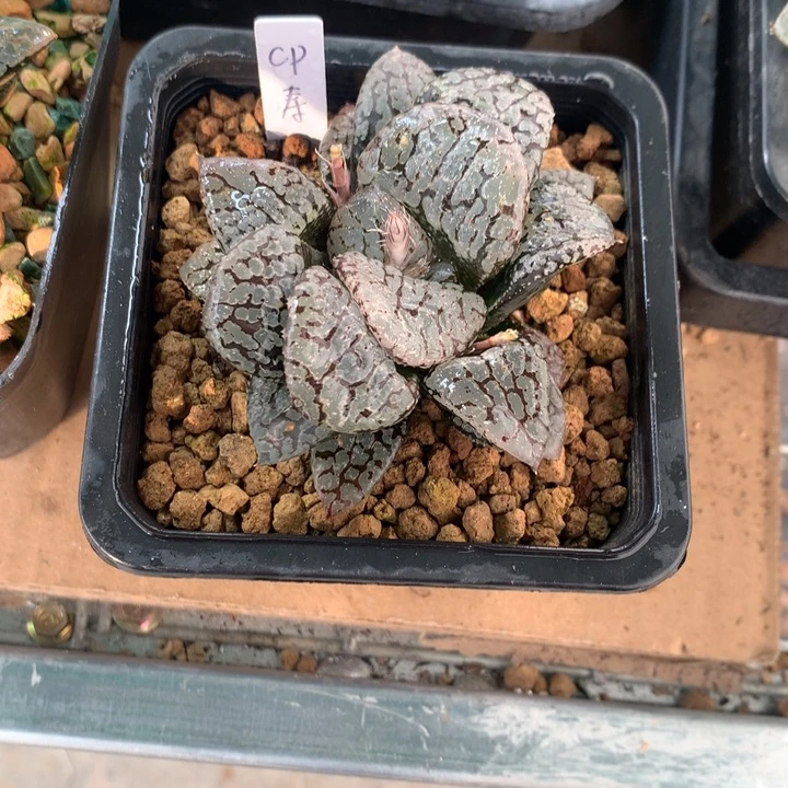 我****?cp寿一物一拍带盆