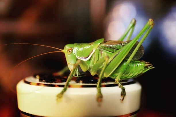 TIGER·新脱野籽 绿蝈蝈两只