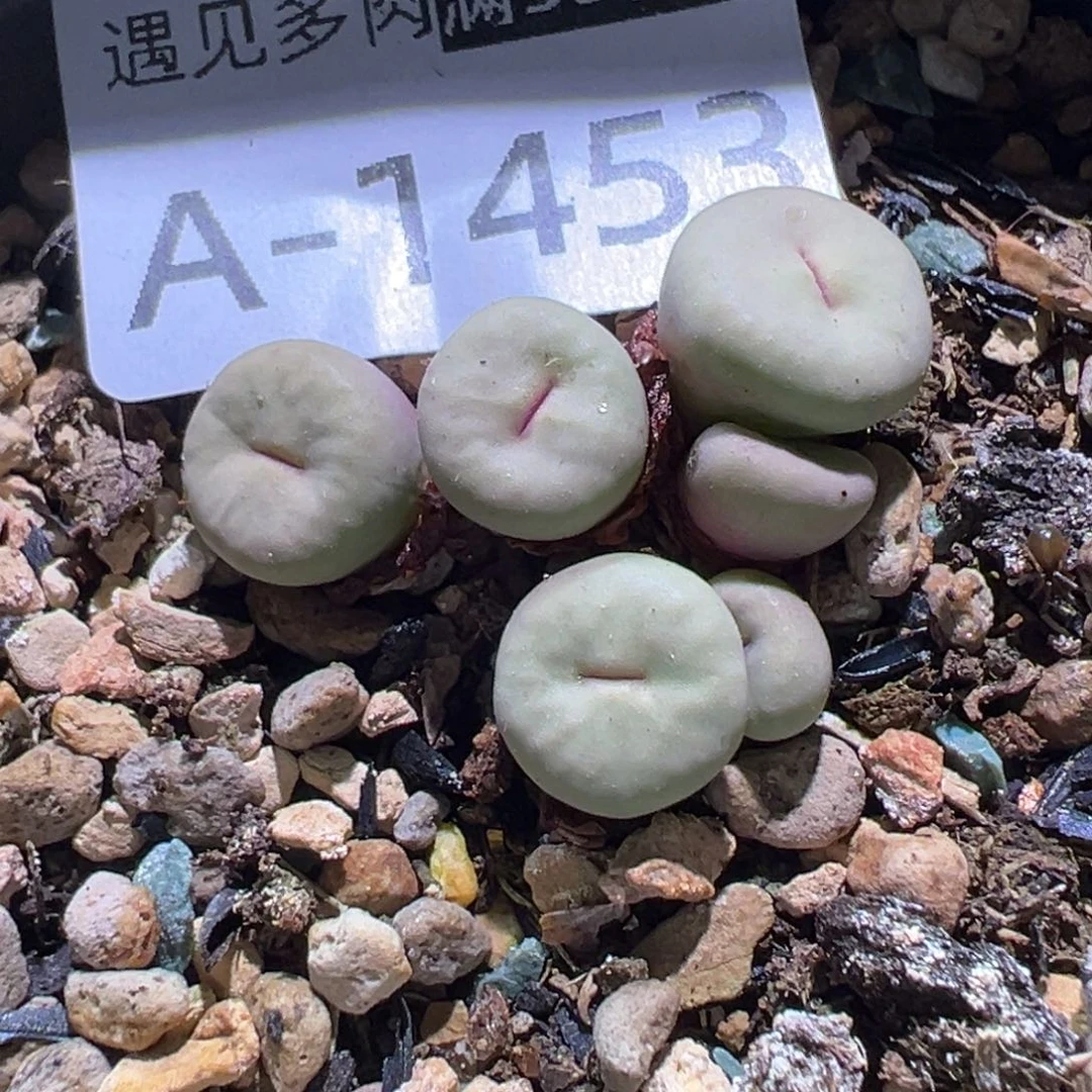 多肉植物11111111111111111