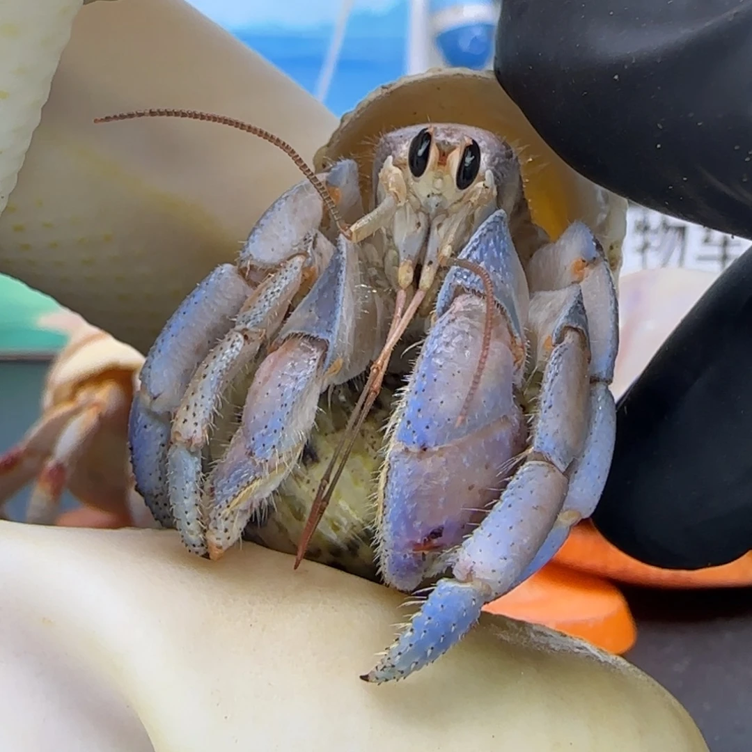 A72仙仙紫陆1.6cm口径