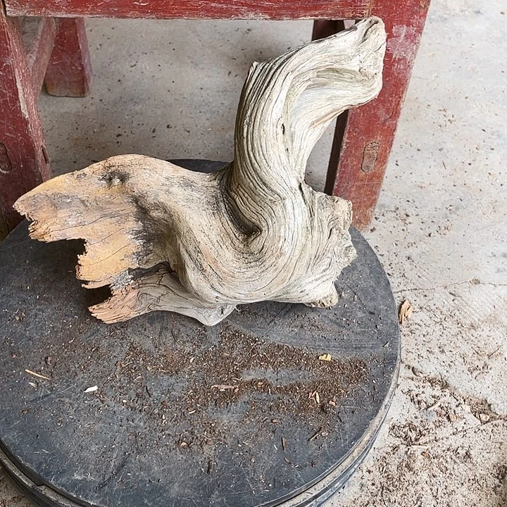 柏木。*崖柏崖柏雅吧