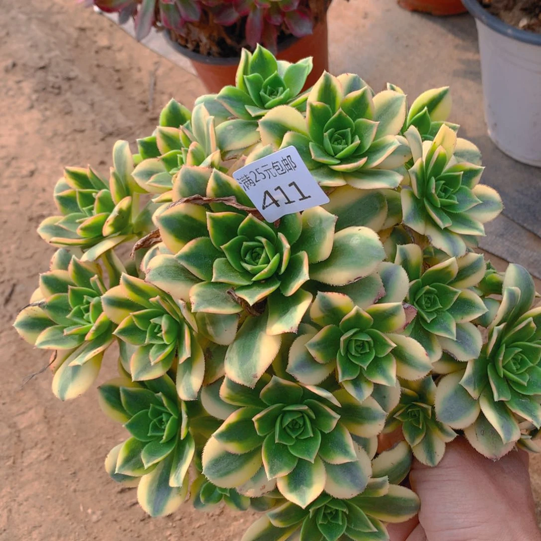 411星爆捧花多肉植物