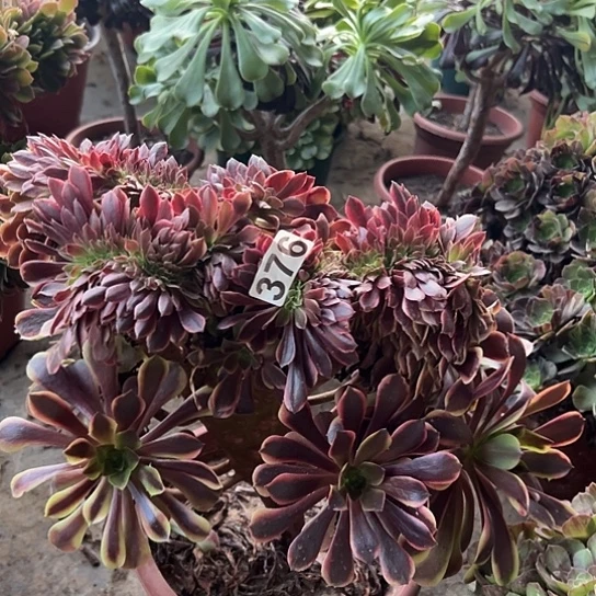 顶***呱多肉植物一个欧嘉莉