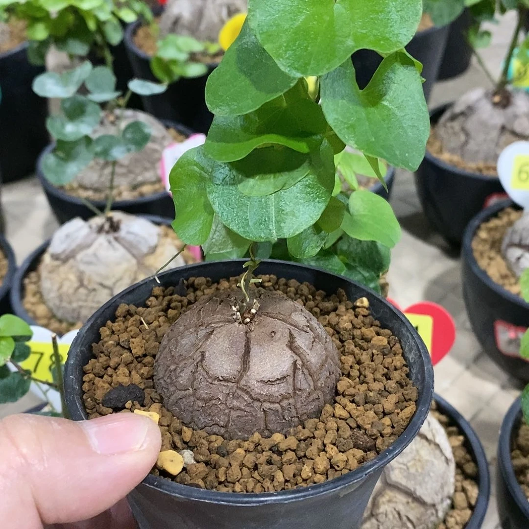 南非龟甲龙龟甲龙