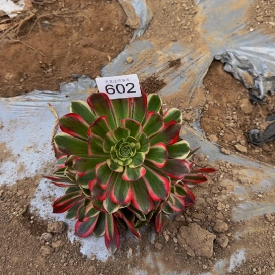孔雀翎一物一拍602