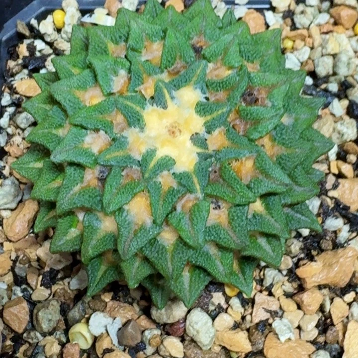 夏*光福利自根黑牡丹697仙人球