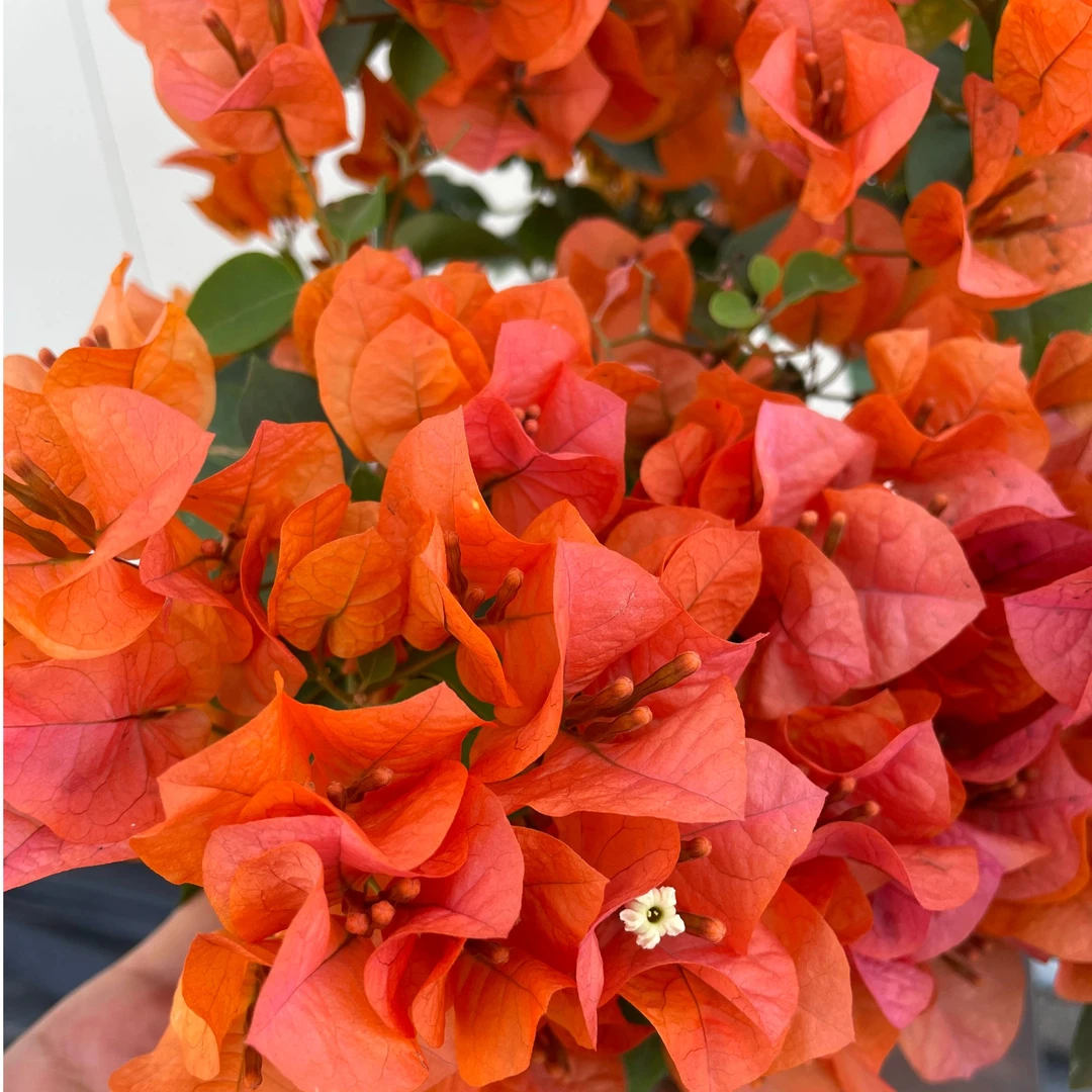 【热火桑巴】三角梅四季开花花卉