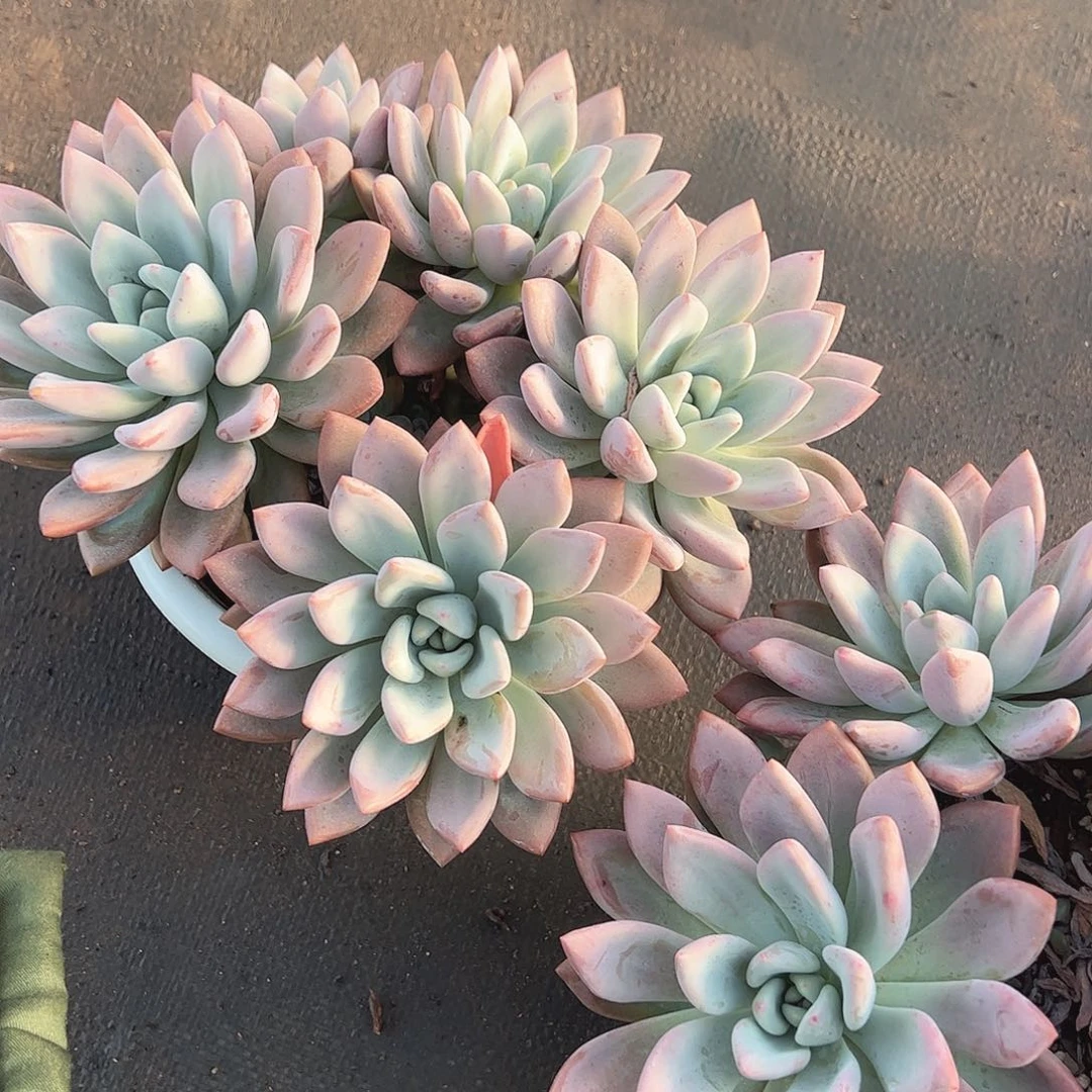 奥普琳娜多头群生老桩特价