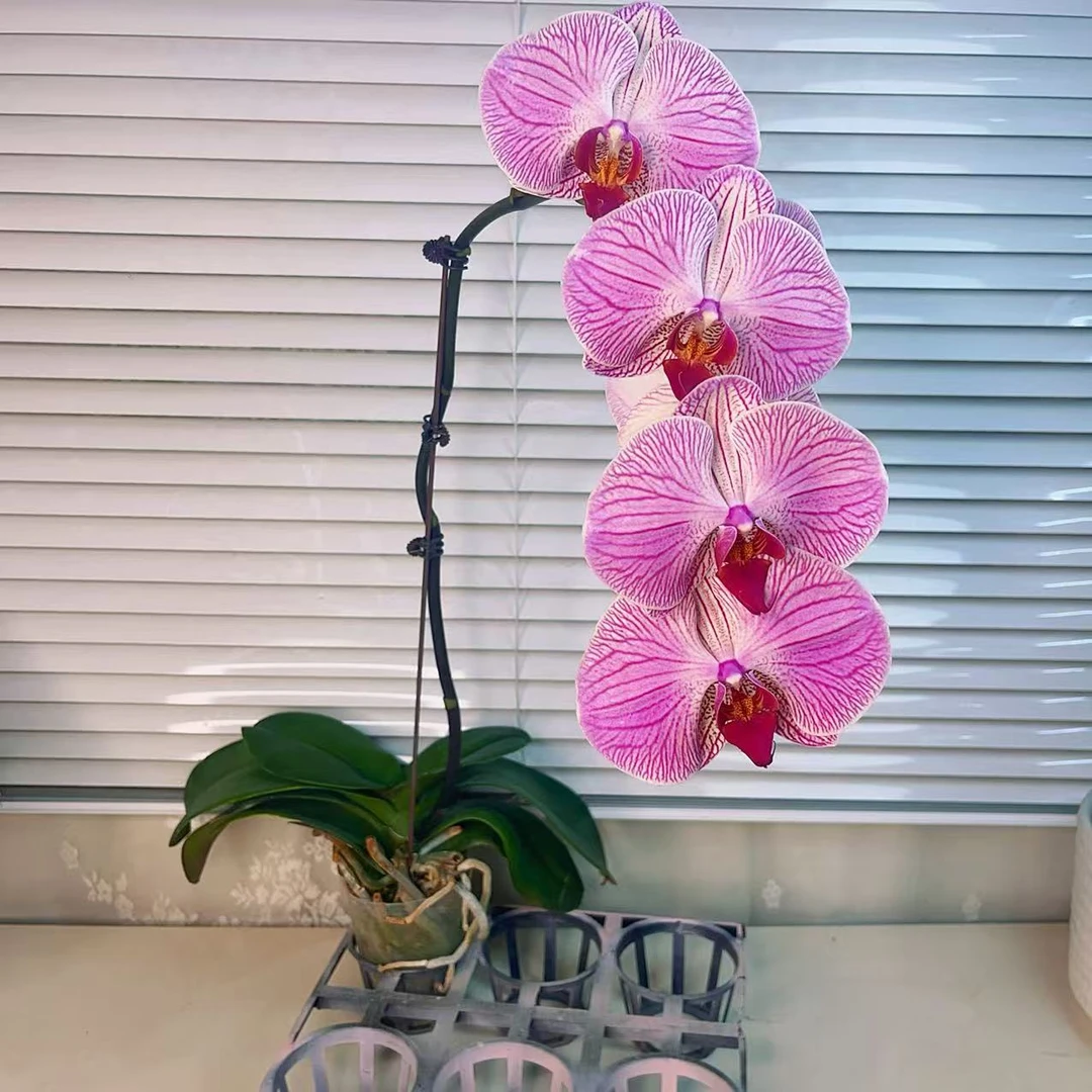 蝴蝶兰【旋律】 欧品 高端花卉 大花型 花期长