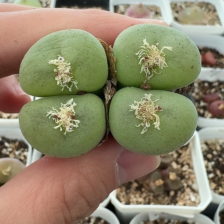 老马生石花空卡佛1931