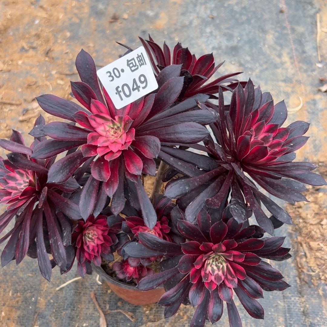 049黑天鹅多肉法师