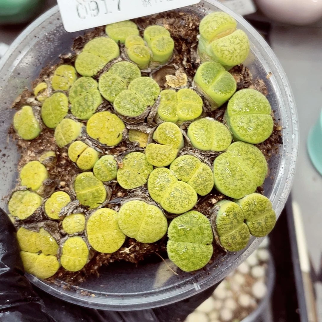生石花18包邮0917-51