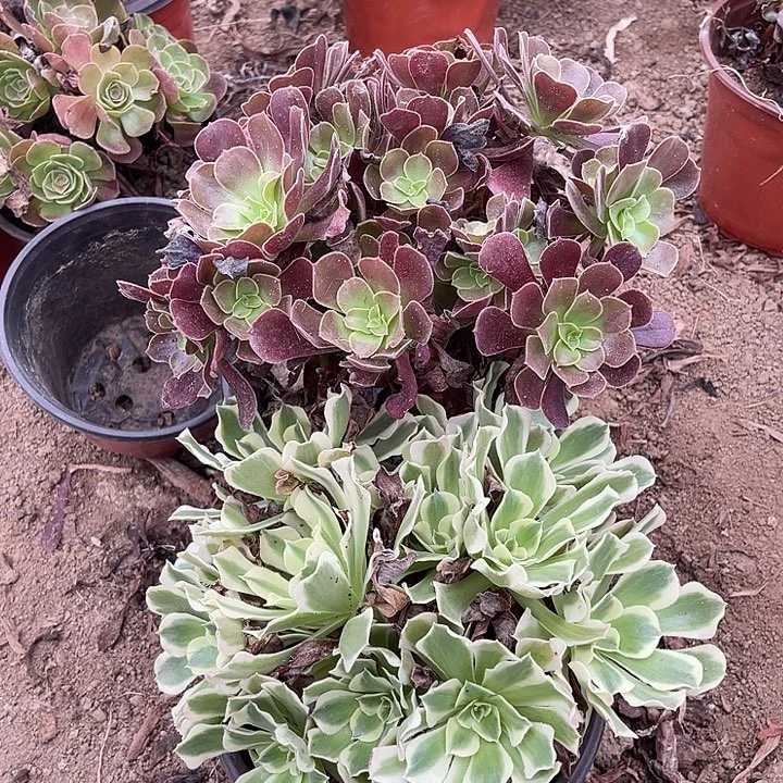 2棵玫瑰玫瑰玫瑰玫瑰