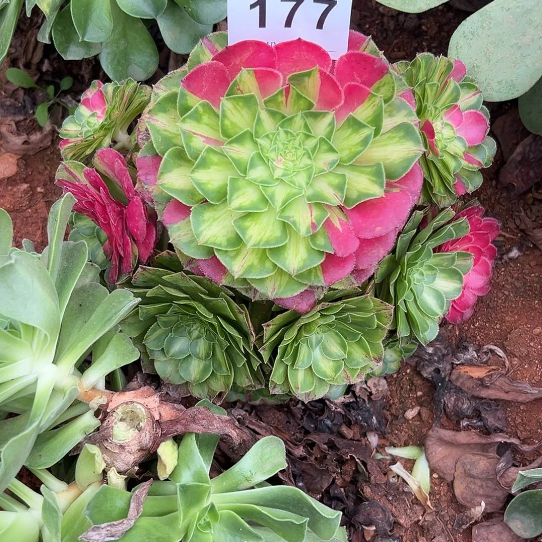 一***风精品多肉植物177知否