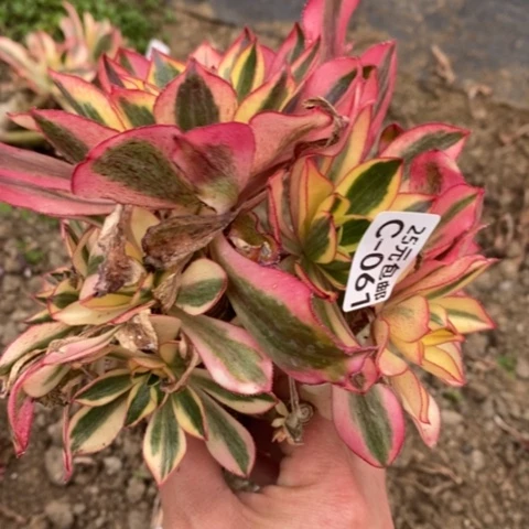 61魅影砍过满25包邮多肉