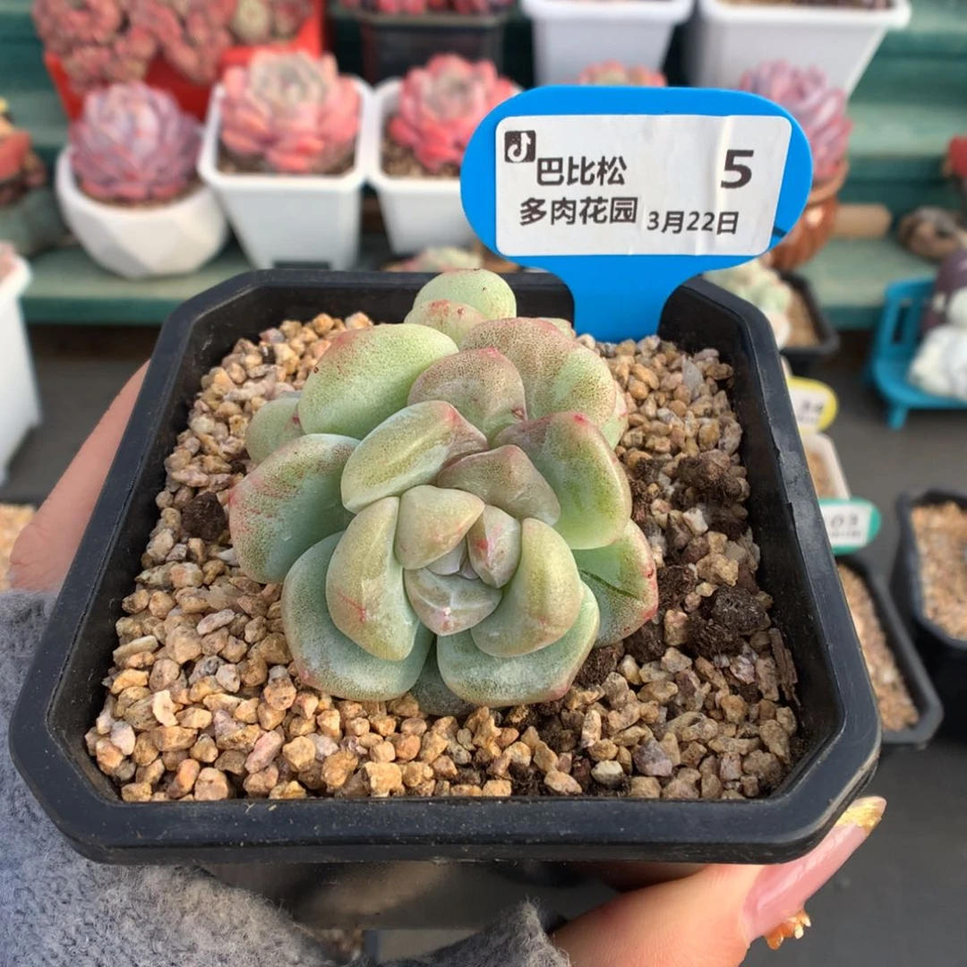 5三头异色冰玉石化微瑕