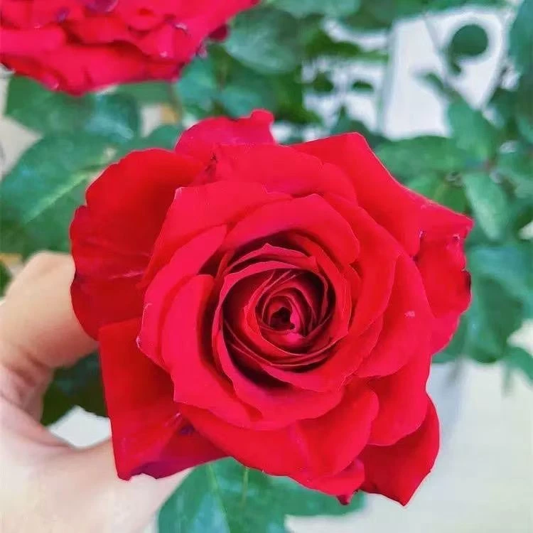 [钻石红玫瑰]中小花月季玫瑰花阳台树桩棒棒糖月季