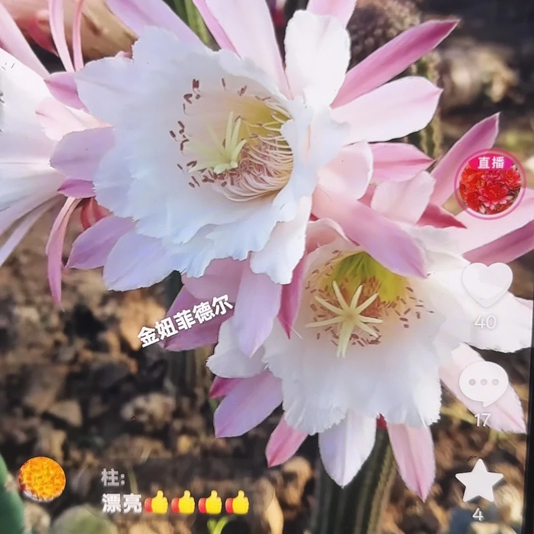 菲德儿金妞侧牙20包邮仙人球17