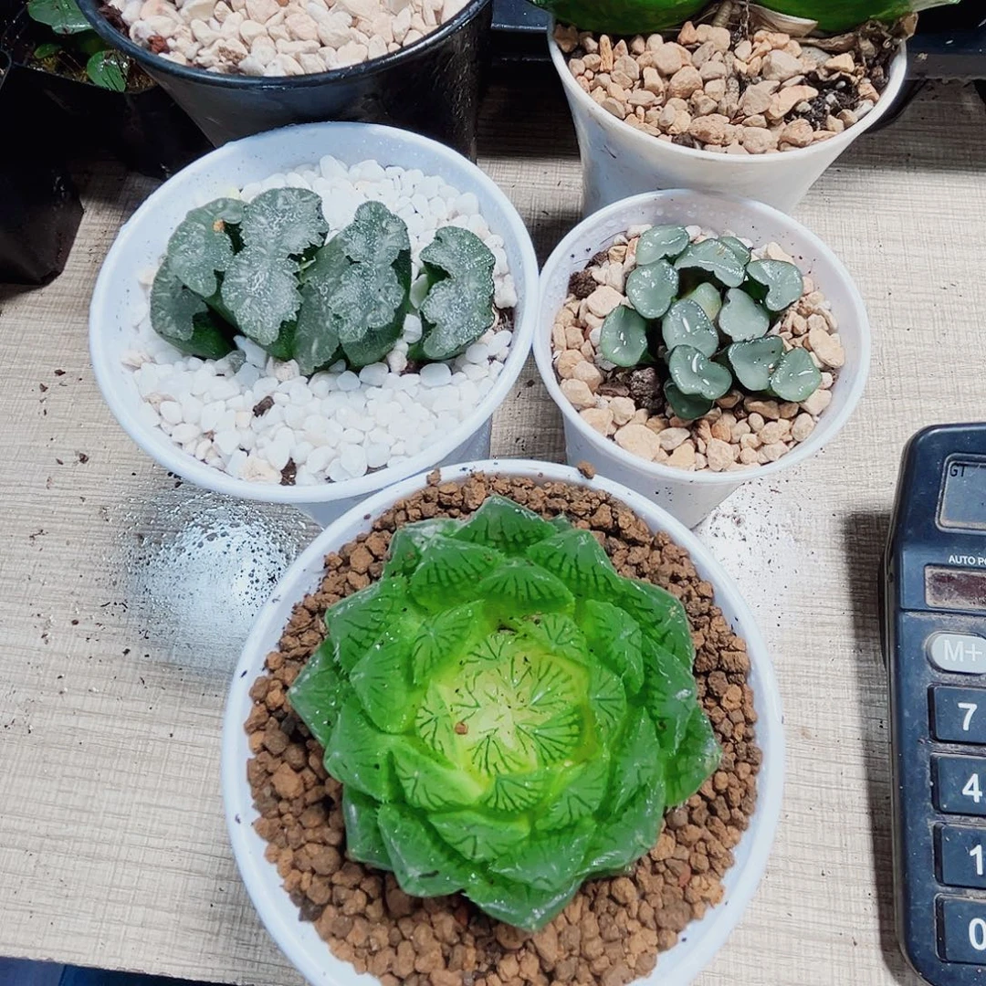 5棵肉肉多肉植物66666