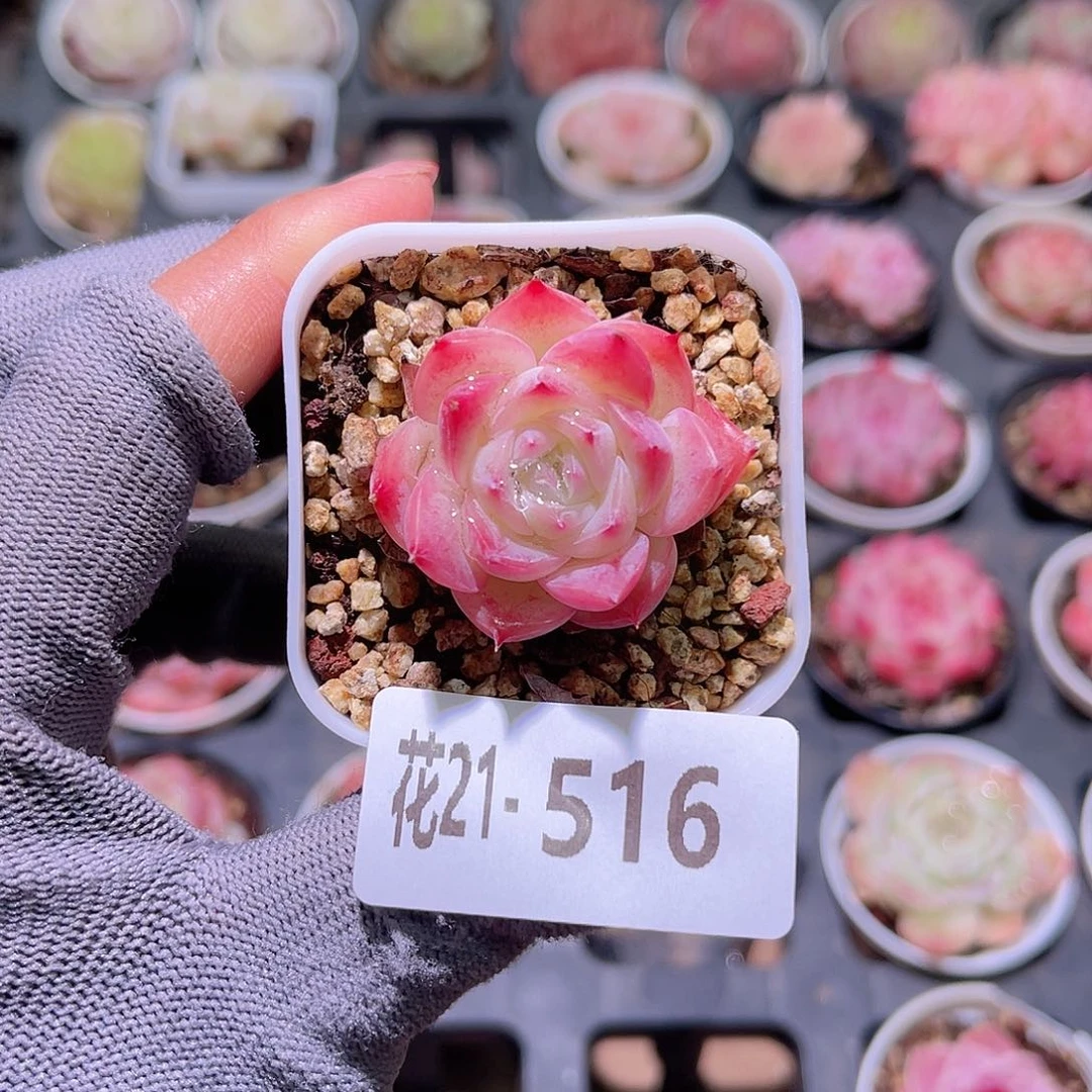 花21+516粉水晶单头