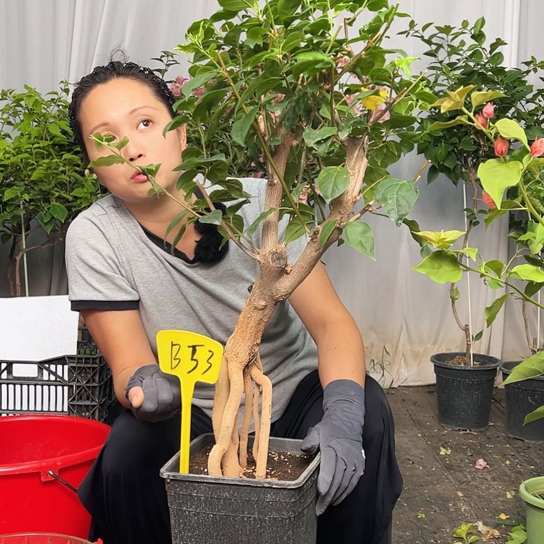 D***笑当前无花栽培后可以开花B53红樱