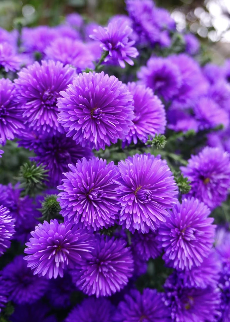 翠菊紫菀花卉多年生宿根植物耐热耐寒易养护阳台盆栽