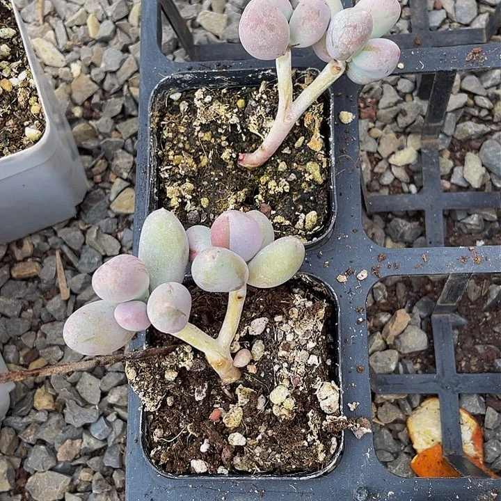 R****.一物一拍2颗满18