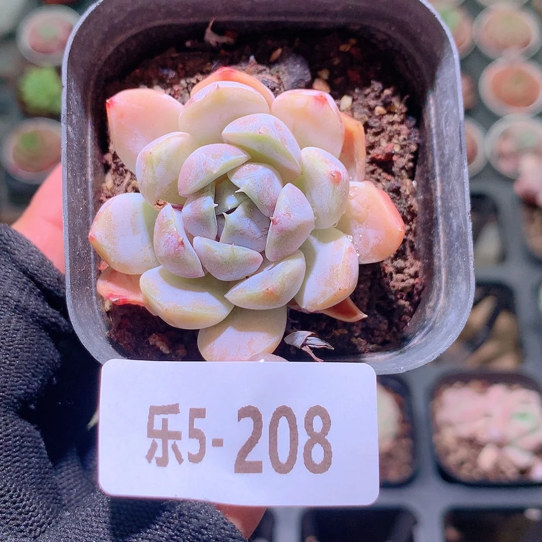 乐然5-208 雪兔单头