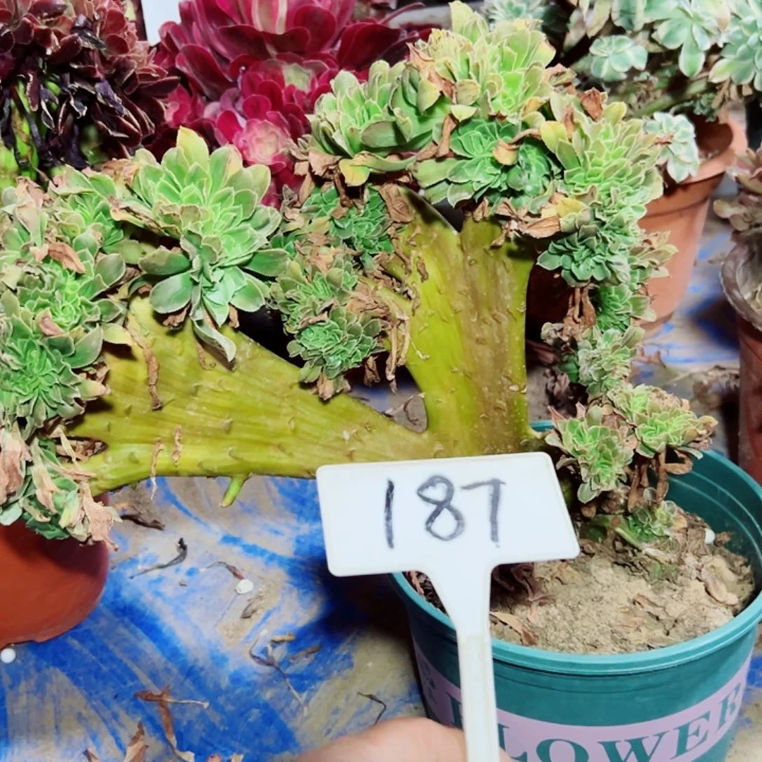 多肉植物香炉盘缀花
