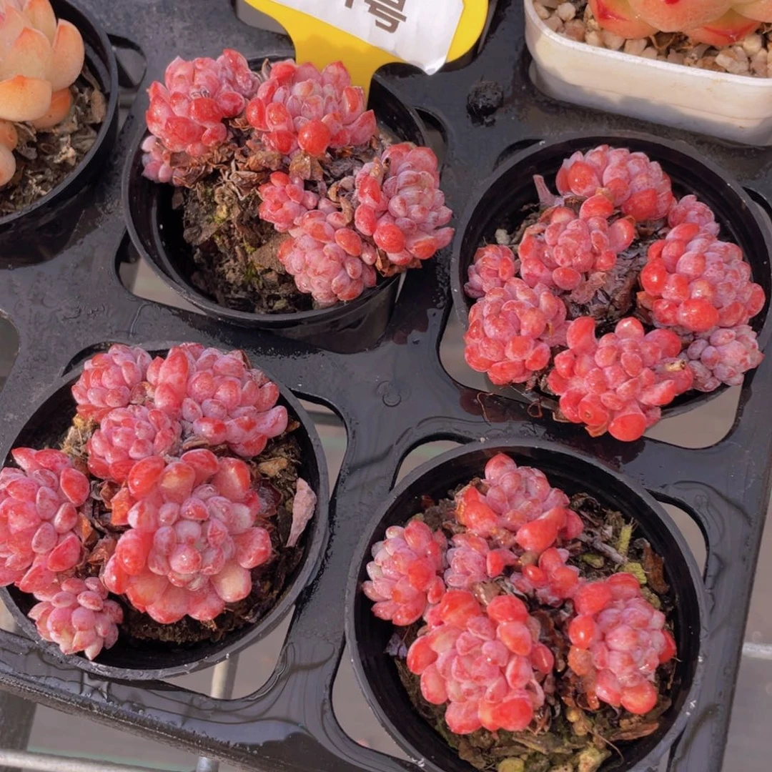 501号 全状态娜雅小精灵多头群两个