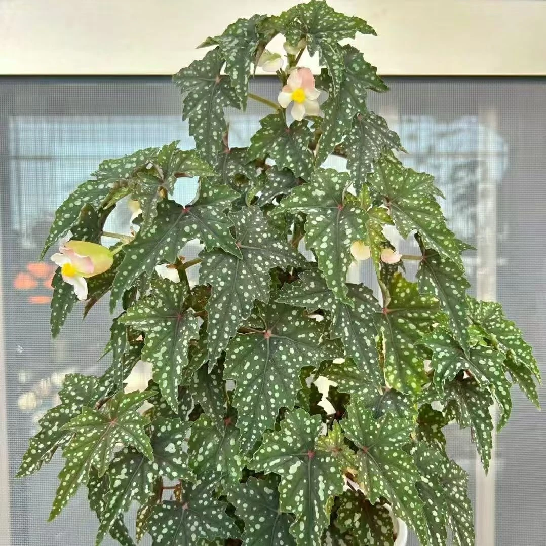 初云秋海棠盆栽室内桌面高档ins风好养绿植四季开花观花植物