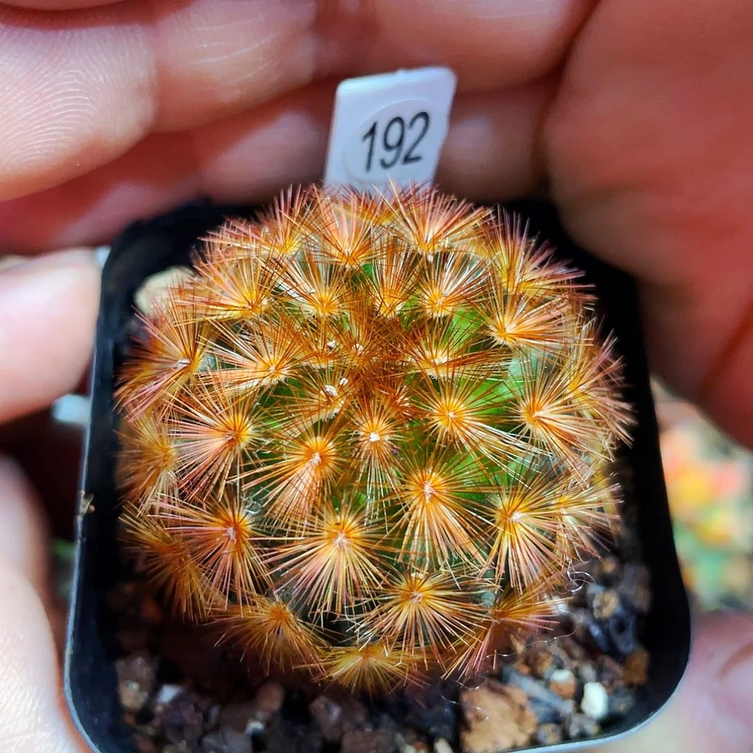 非偏远地区满25包邮仙人球裸根