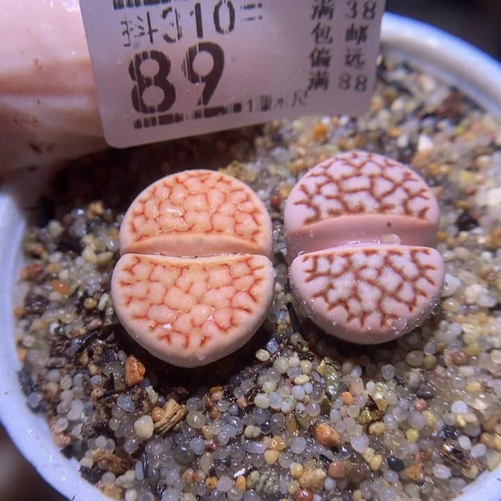 精品生石花310.89