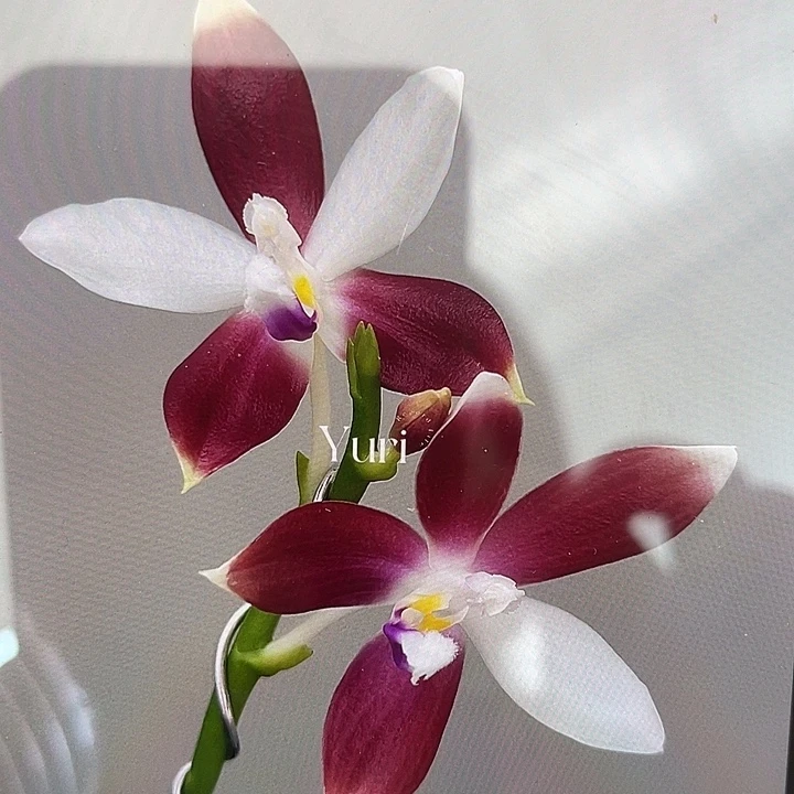 完全开放处理2.8寸C1交C2根少叶片微瑕不售后