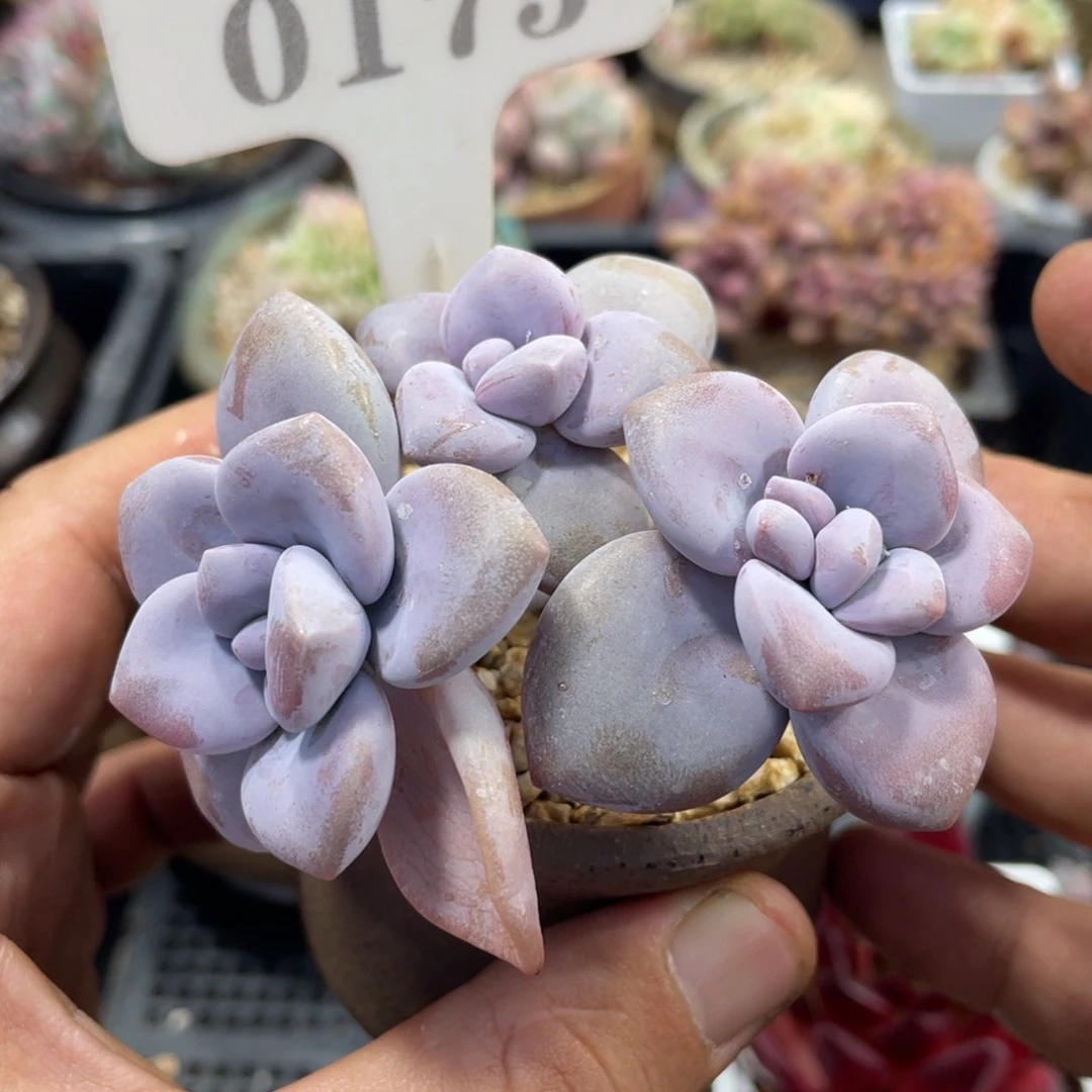 0175桃霜不带盆8厘米