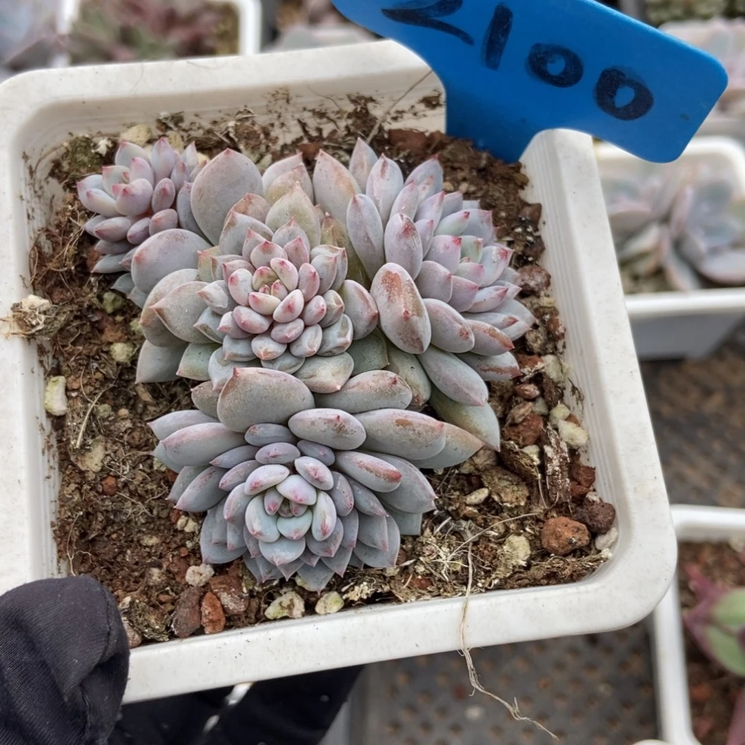 2100玉芙蓉多肉植物