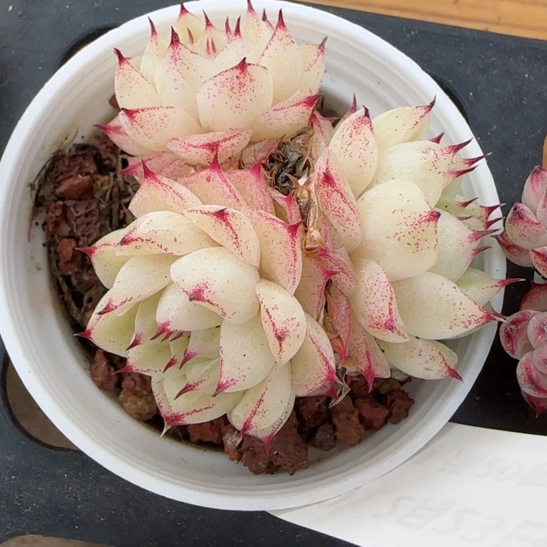 花语逸境0223-149散