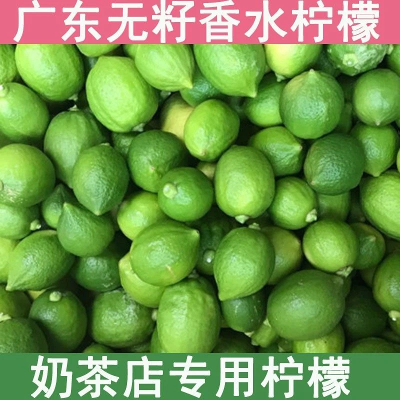 广东四季香水柠檬树苗台湾无籽嫁接果树苗盆栽地栽种植