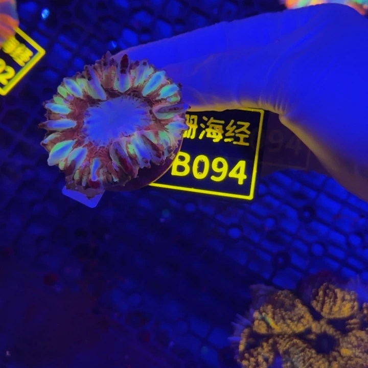 纽扣珊瑚正*晓晓绿水晶B094