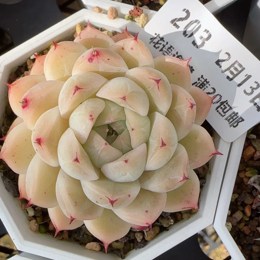 花语逸境0213-203