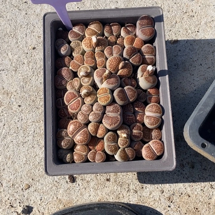 小***俞生石花等植物和102