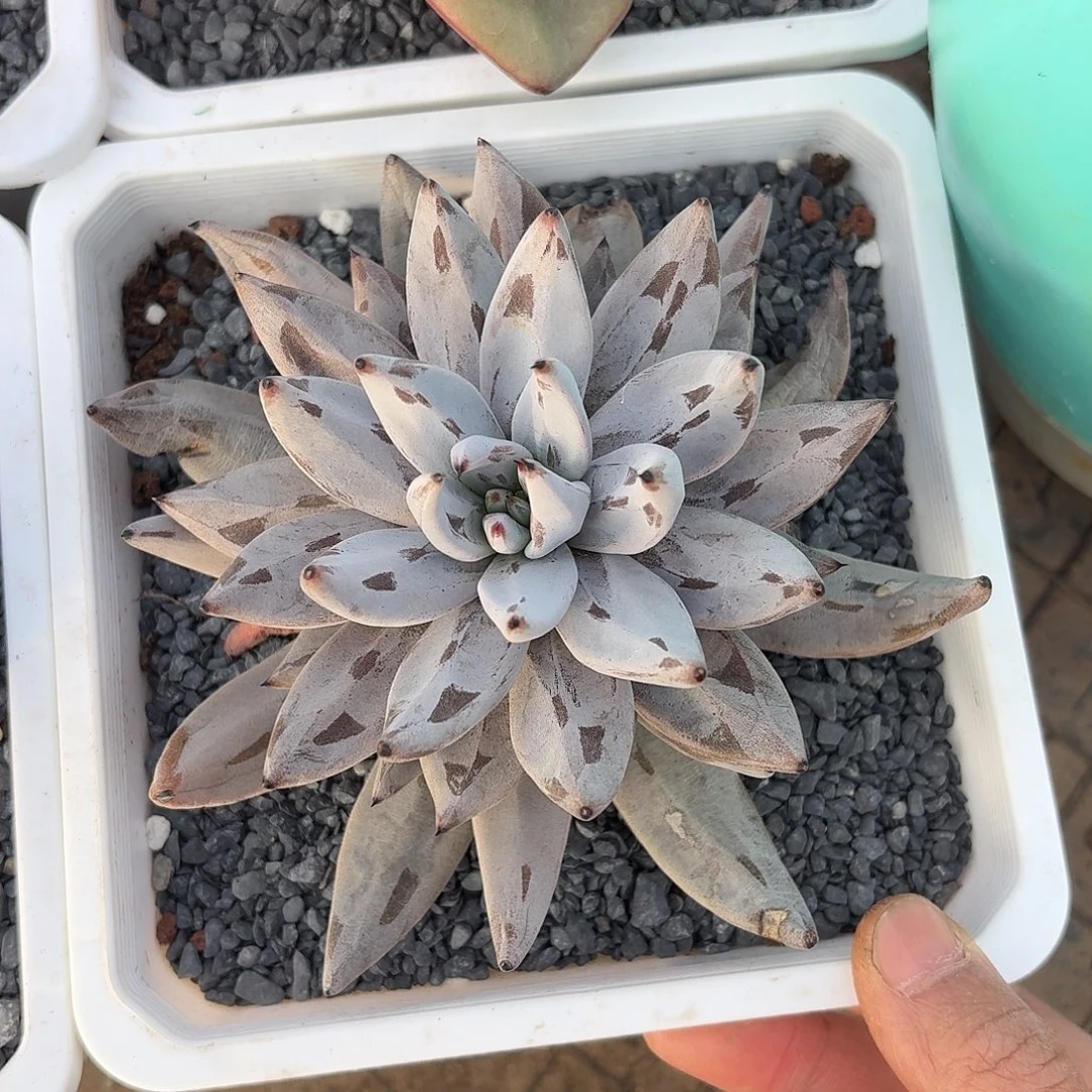 阿***呀魔抓7777777778777778