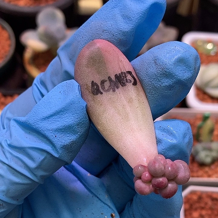 七彩美人锦多肉植物