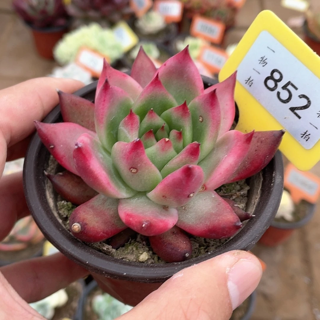 【闪购商品】P***o852号