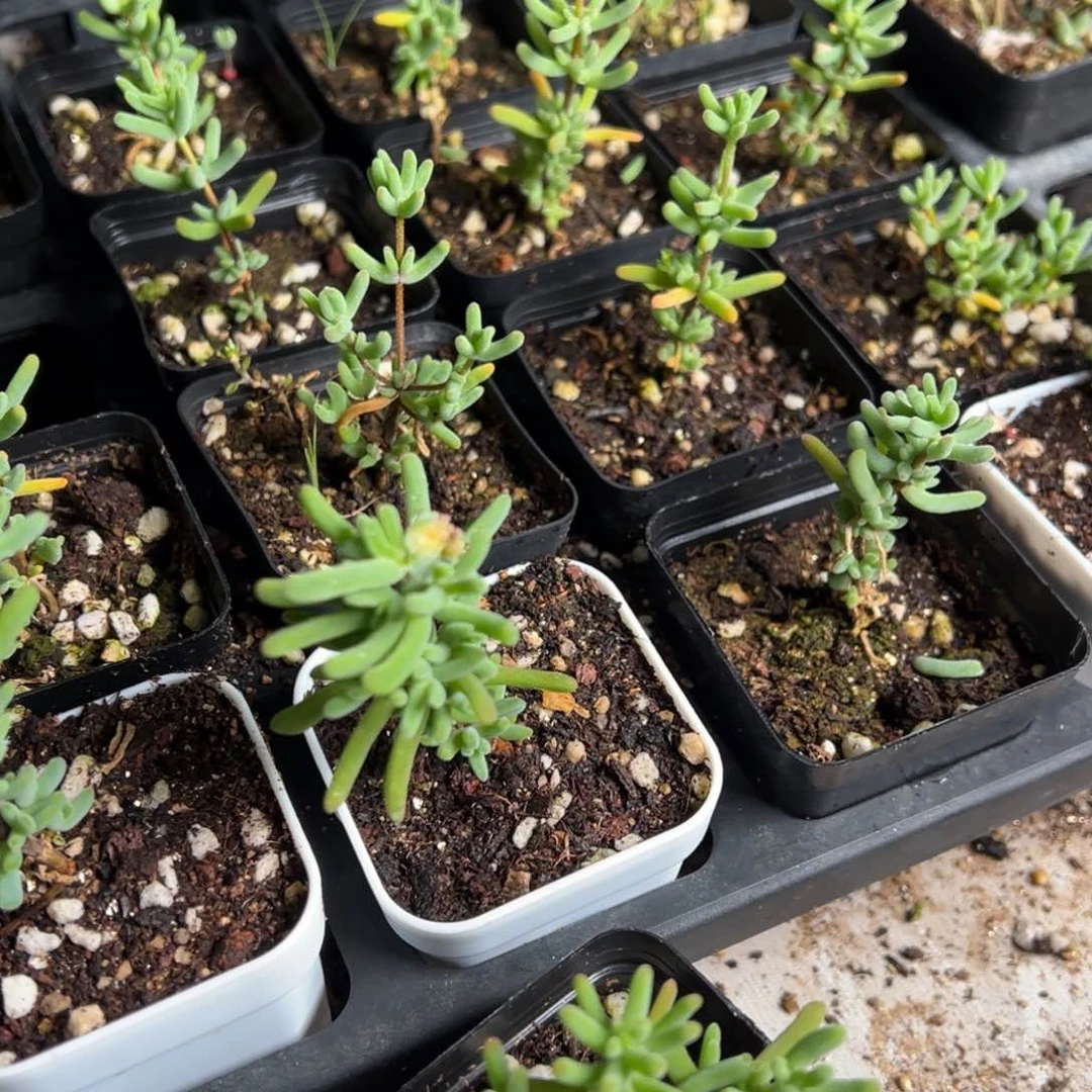 水晶海葵55杯精品老桩