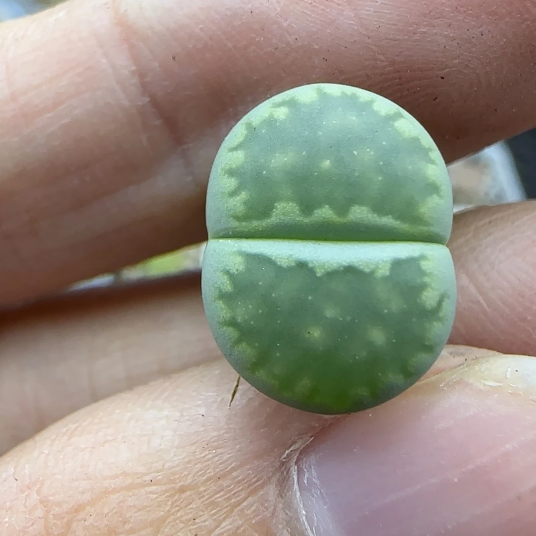 42星空绿清框福利30包邮