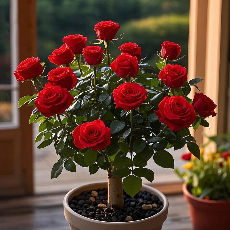 新品稀有浓香型玫瑰花盆栽花卉绿植庭院室内外阳台老根耐寒花大全