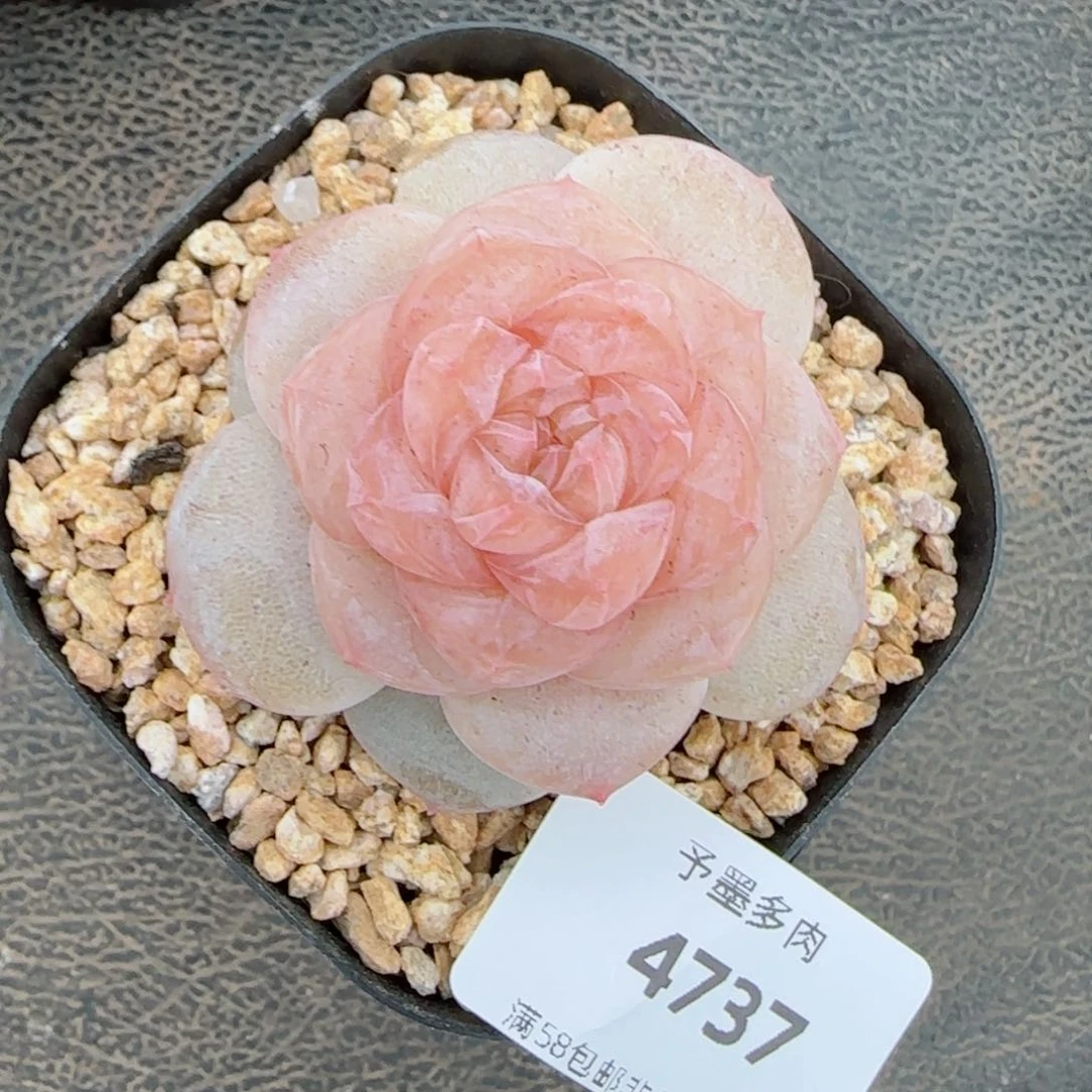 冰奶糖，4737多肉植物